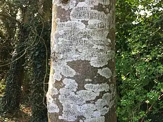 Associatie van melige schotelkorst