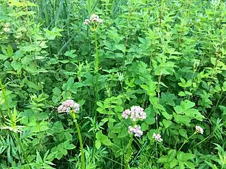 Associatie van moerasspirea en echte valeriaan