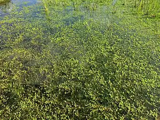 Moerashertshooi in de associatie van vlottende bies