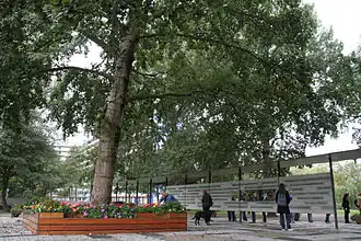 De boom die alles zag (oktober 2009)