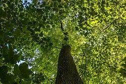 De hoogste gewone es van Nederland, 39,5 meter hoog