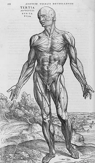 Het menselijke lichaam in Fabrica (1543) van Vesalius