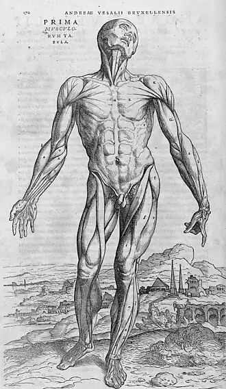 De spieren in Fabrica (1543) van Vesalius