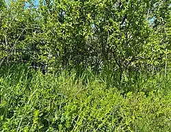 De associatie als zoom van een loofstruweel.