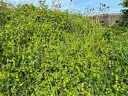 De associatie als zoom van faciës van dauwbraam.