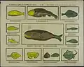 Verschillende soorten vissen (collectie KB).