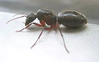 Camponotus compressus