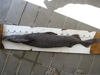 Spitssnuitsnavelhaai