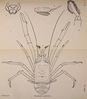 Munidopsis curvirostra