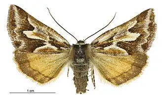 Declana glacialis