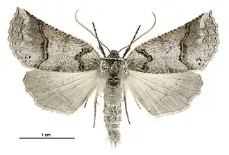 Declana junctilinea