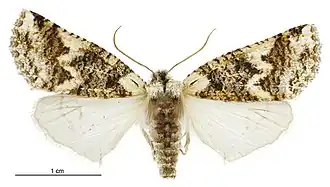 Declana toreuta