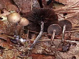 Ruitsporig kaalkopje