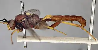 Degithina exhilarata