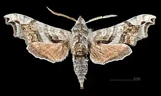 Deidamia inscriptum ♂