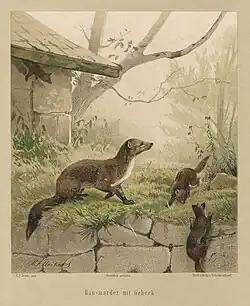 Illustratie met steenmarters door Carl Friedrich Deiker (ca. 1875).