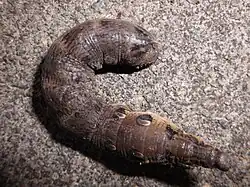 Rups die gelijkt op een olifant(snuit)