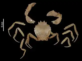 Deilocerus hendrickxi