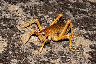 Deinacrida pluvialis