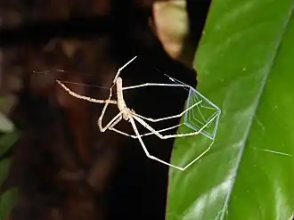 Deinopis guianensis