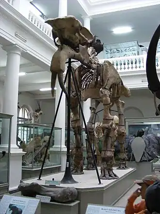 Deinotherium van Mânzaţi.