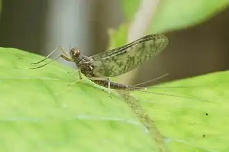 Deleatidium autumnale