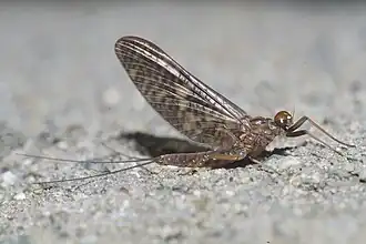 Deleatidium myzobranchia