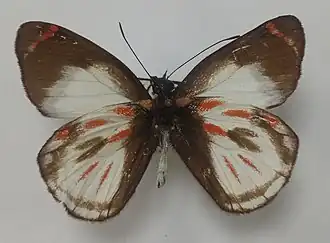 Delias argentata