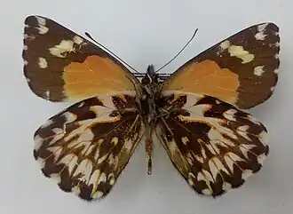 Delias carstensziana