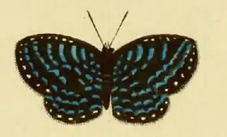 Delias ceneus