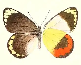 Delias euphemia