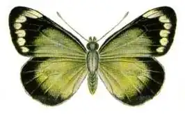 Delias harpalyce