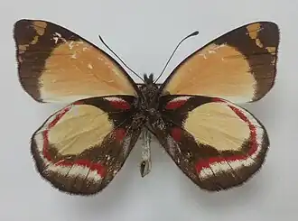 Delias leucias