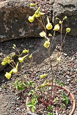 Plant in de Regional Parks Botanic Garden in Berkeley (Californië)