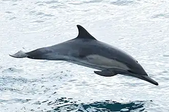 Delphinus bairdii