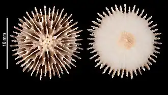 Deltocyathus cameratus