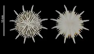 Deltocyathus corrugatus