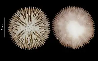 Deltocyathus inusitiatus