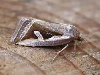 zilverhaak (Deltote uncula)