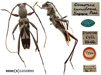 Demonax cumulosus