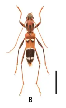 Demonax leucoscutellatus