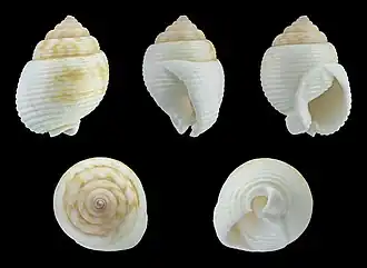 Demoulia abbreviata