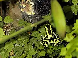 Gouden pijlgifkikker (Dendrobates auratus)