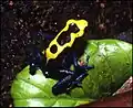 Dendrobates tinctorius