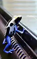 Dendrobates tinctorius var. Cobalt (man)