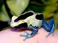 Dendrobates tinctorius var. Patricia (jong vrouwtje)