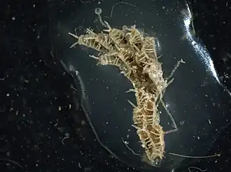 Dendrobeania longispinosa