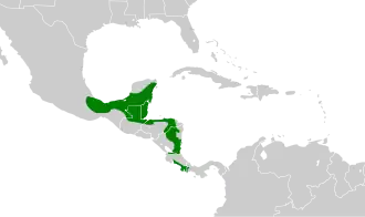 Bruinvleugelmuisspecht