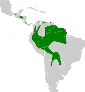 Blauwsnavelmuisspecht