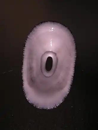 Dendrofissurella scutellum